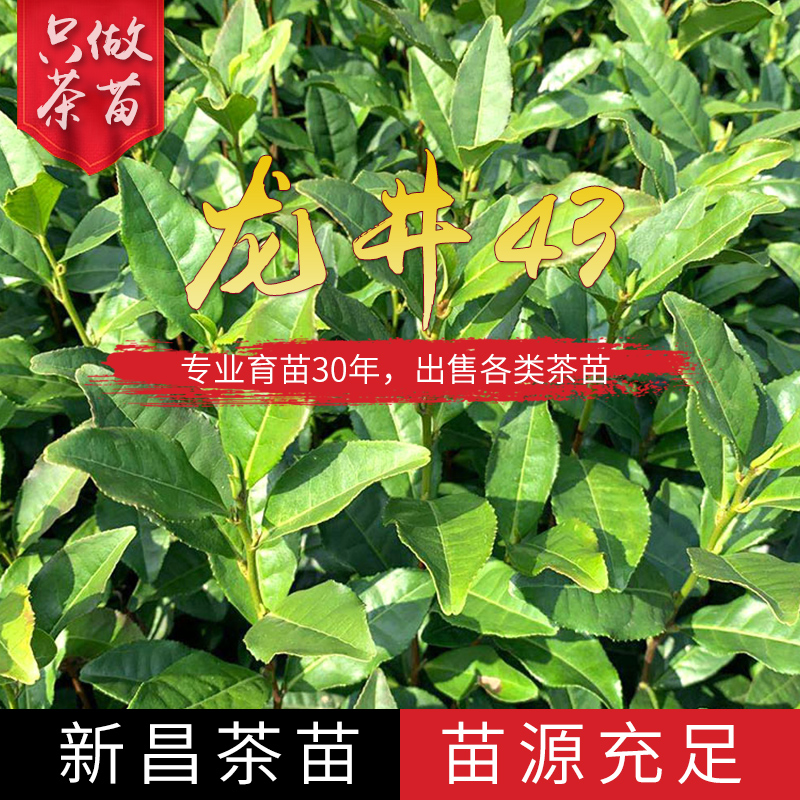 浙江绿茶龙井43茶苗种植基地批发价格图片