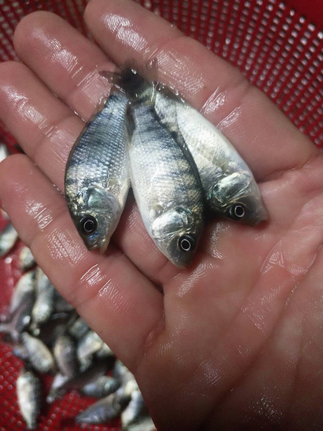 羅非魚苗圖片/羅非魚苗樣板圖 (2)