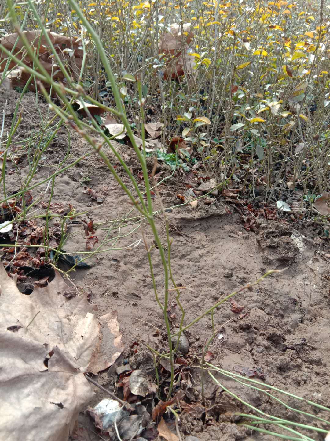 山東棣棠圖片/山東棣棠樣板圖 (3)