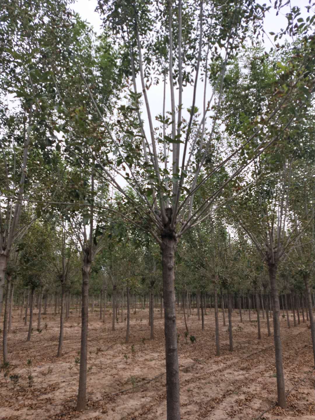 白蜡种植基地  白蜡批发价格  白蜡厂家销售【济阳县金叶苗木种植专业合作社】图片