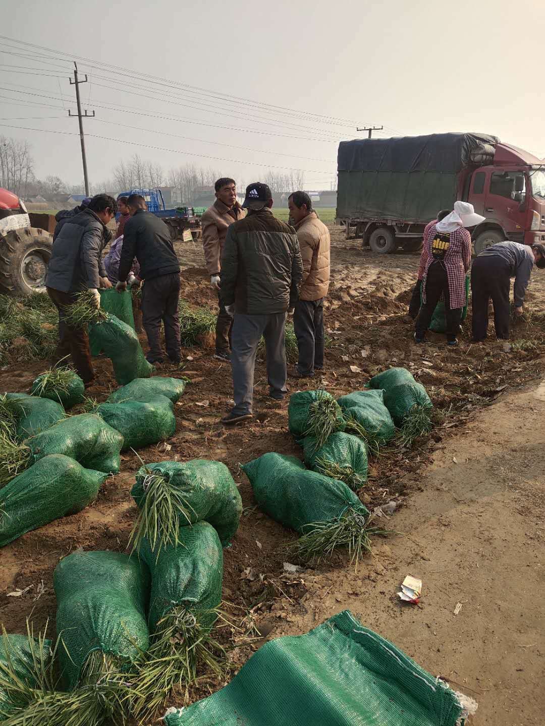 山东 菏泽丹麦草基地