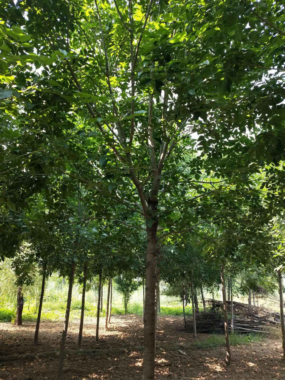 白蜡价格-种植基地-批发价格-厂家销售【济阳县金叶苗木种植专业合作社】图片