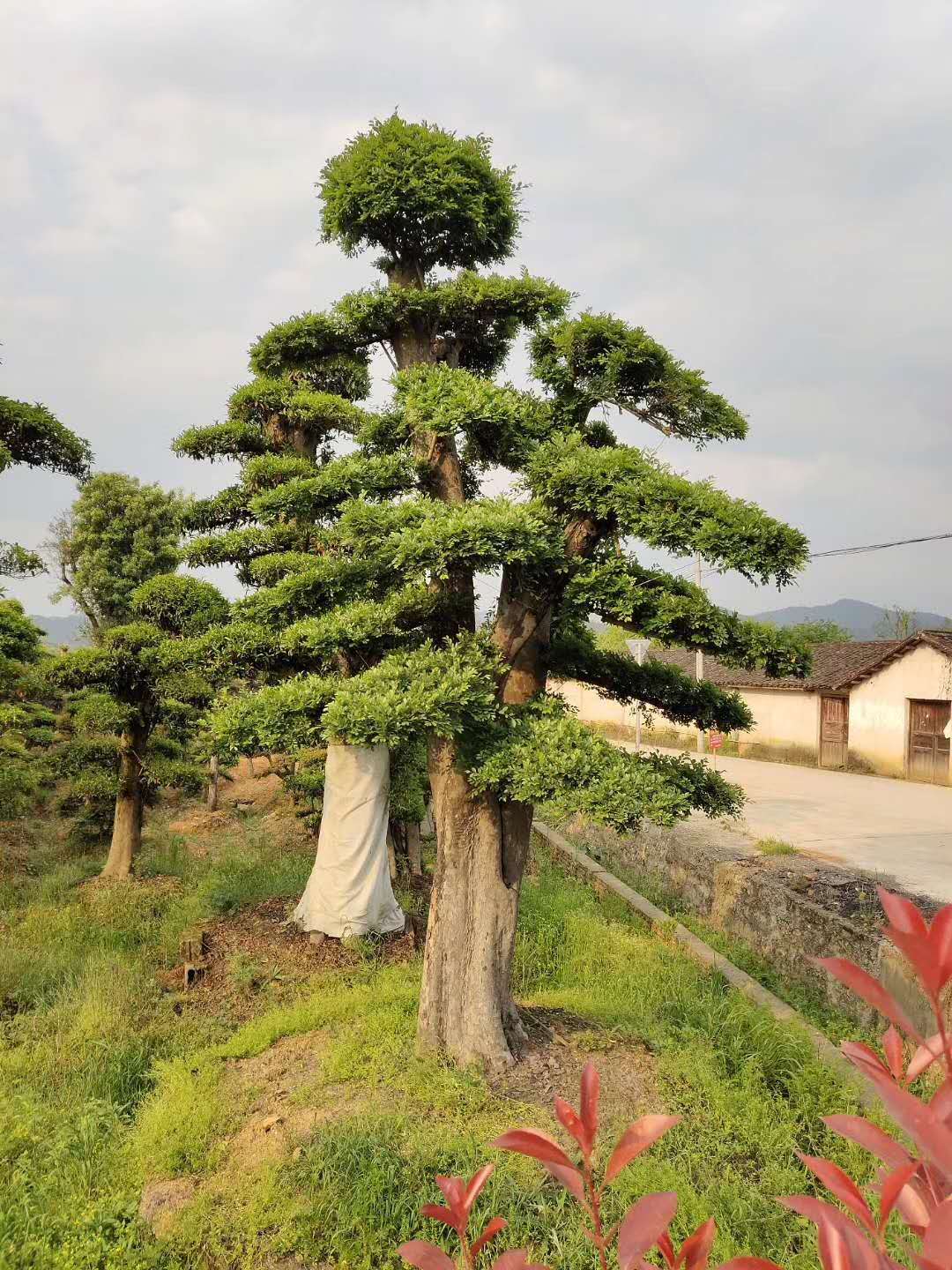 湖南柏加镇造型榆树基地，价格，批发_2020年_03-07月湖南造型榆树基地价格行情图片