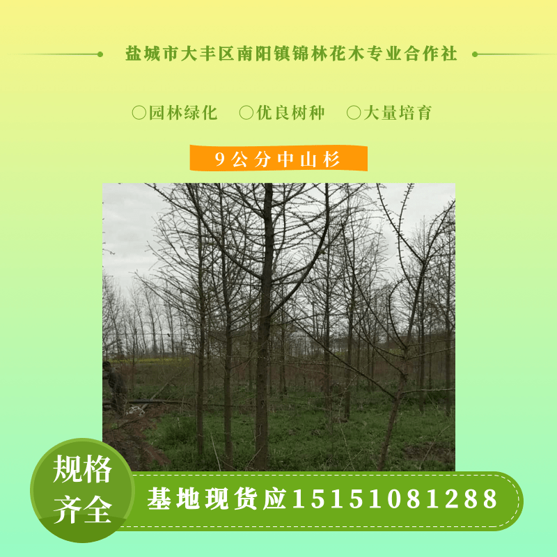 安徽中山杉大量供应、多少钱一棵、基地直供【盐城市大丰区南阳镇锦林花木合作社】图片