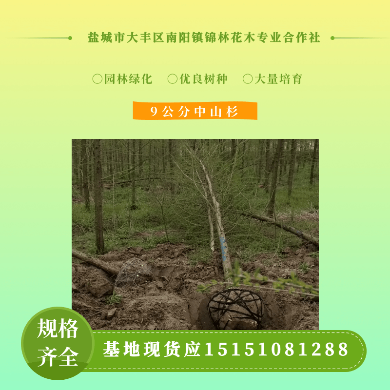 山东中山杉批发、多少钱、基地、价格【盐城市大丰区南阳镇锦林花木合作社】图片