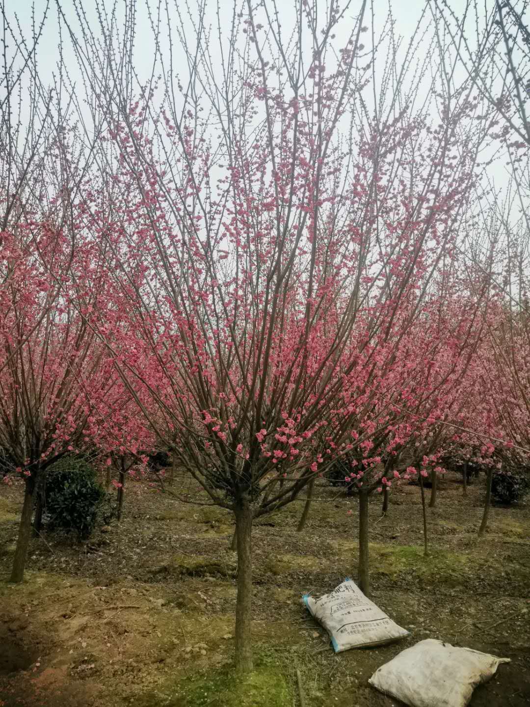 江苏徐州原生梅花树苗基地-原生梅花树床苗价格【江苏康庆园林梅花基地】图片