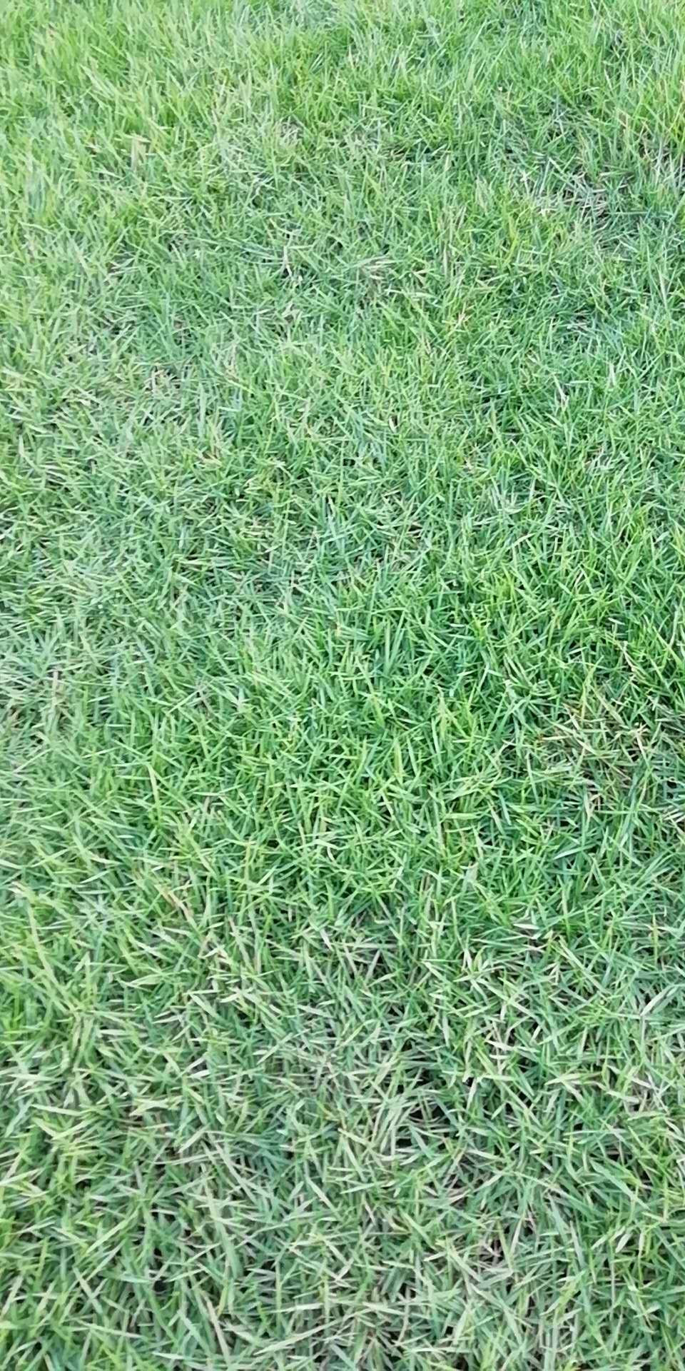 靚仔草圖片/靚仔草樣板圖 (4)