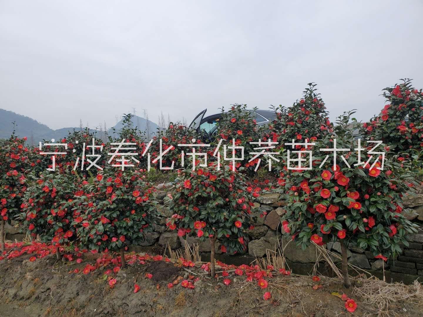 宁波茶花种植基地、价格、报价图片