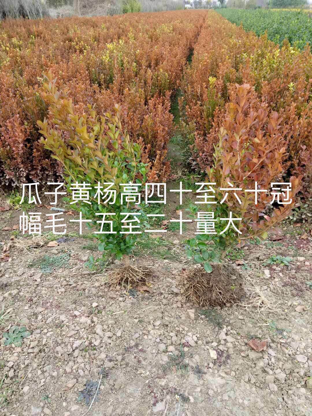 江苏绿萼梅基地-「绿萼梅」绿萼梅_价格_图片_产地报价表【江苏康庆园林梅花基地】