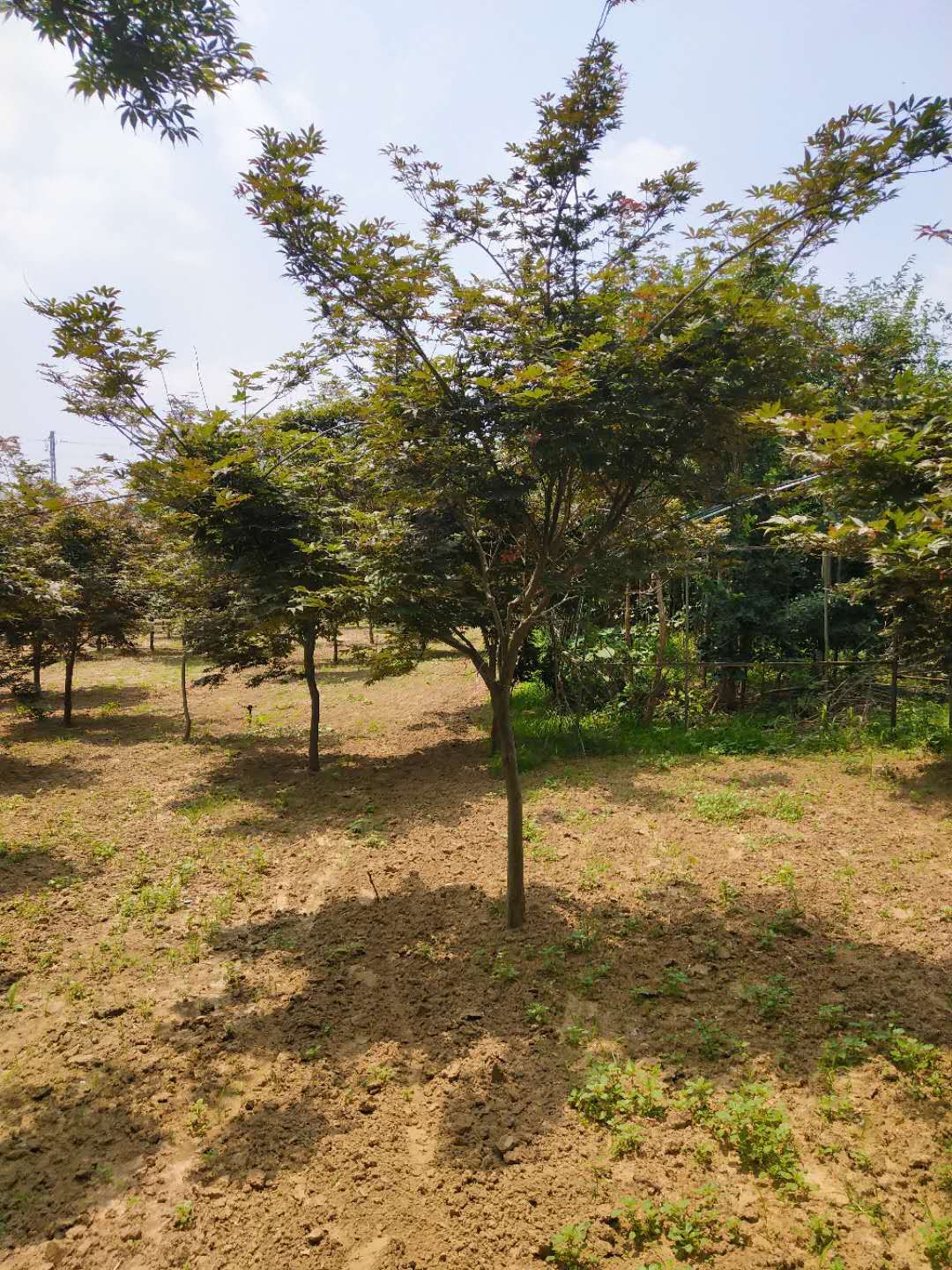 紅楓圖片/紅楓樣板圖 (3)