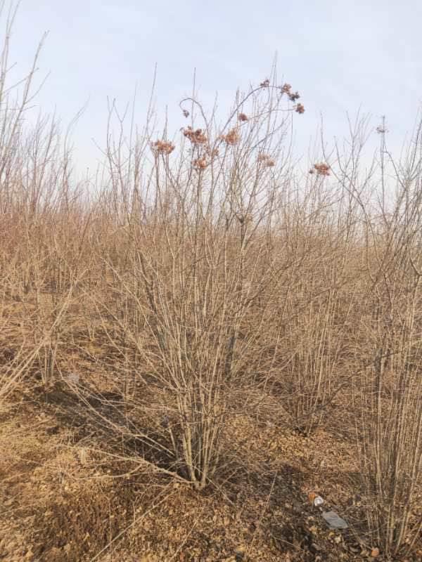 爆馬丁香圖片/爆馬丁香樣板圖 (2)
