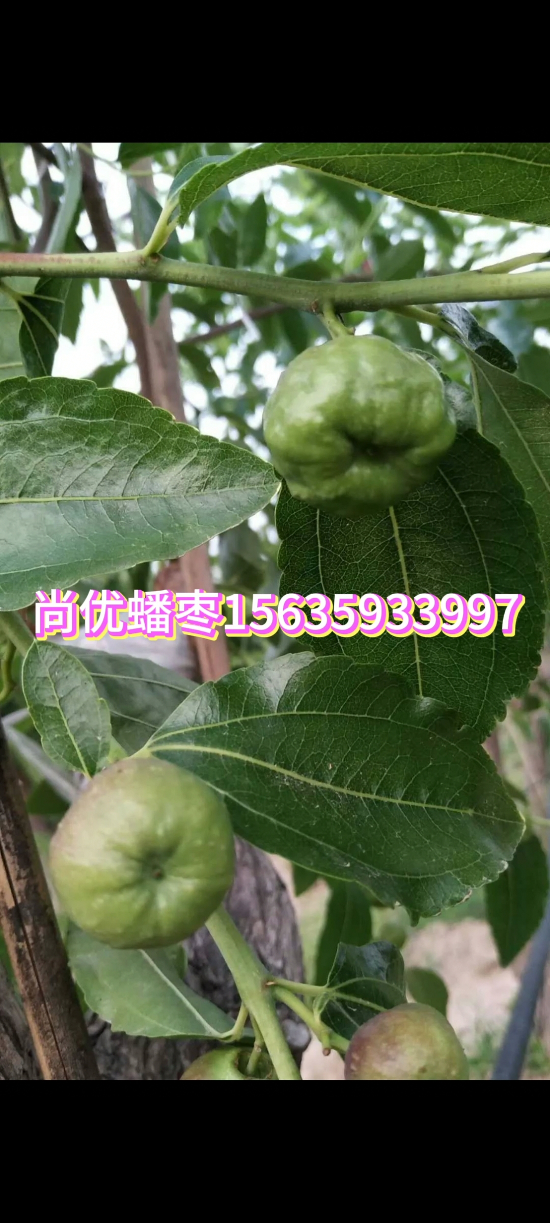 棗樹苗圖片/棗樹苗樣板圖 (3)