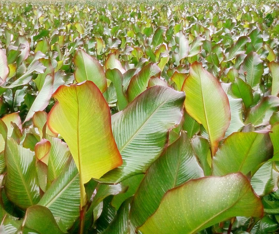 广西贺州农家芭蕉芋粉批发图片