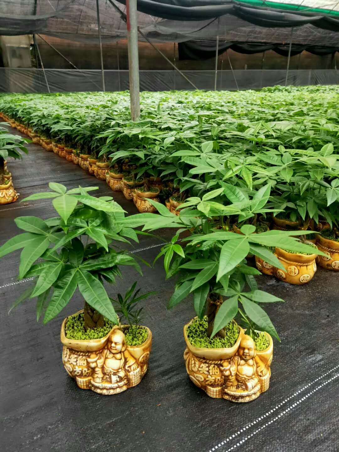 江苏扬州发财树小盆栽批发 - 镇江盆栽发财树种植基地 - 泰州发财树盆栽批发 _宿迁发财树小盆栽批发基地