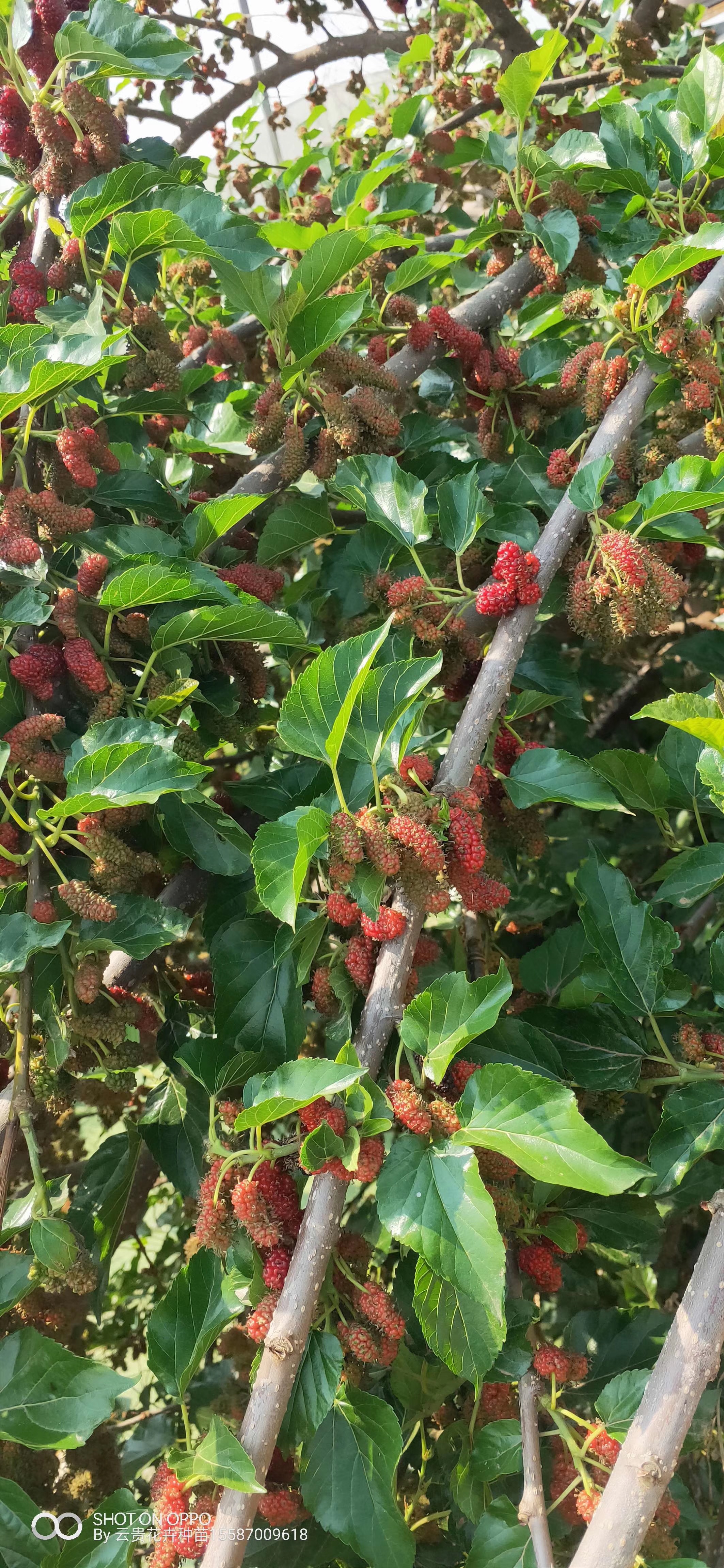 蠶桑圖片/蠶桑樣板圖 (3)