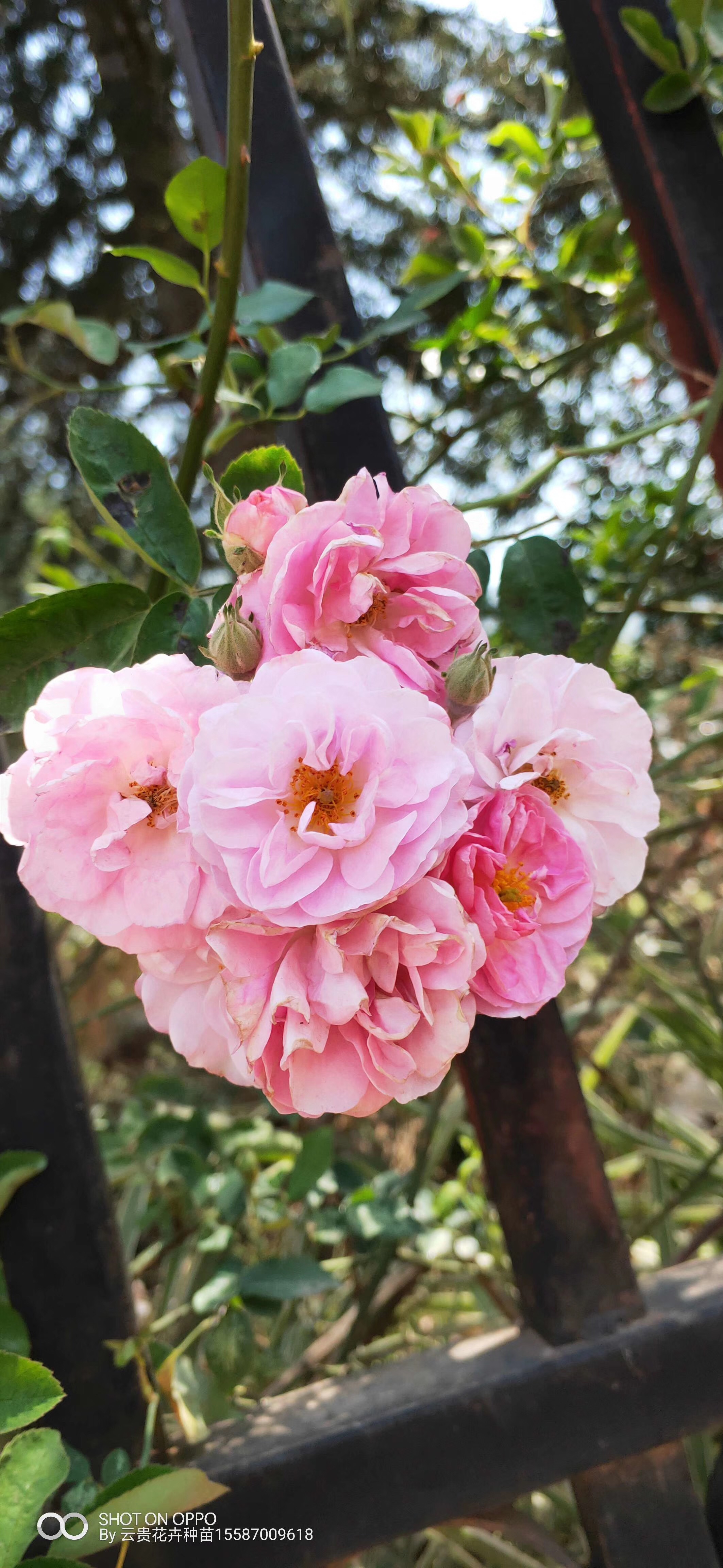 云南爬藤蔷薇苗价格、种植基地、批发【云贵花卉苗木基地】图片