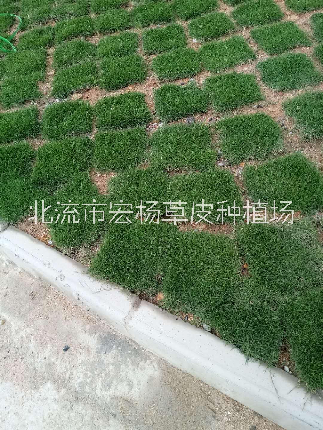 玉林市细叶结缕草玉林市细叶结缕草-细叶结缕草 -  哪里的台湾草好- 台湾草皮