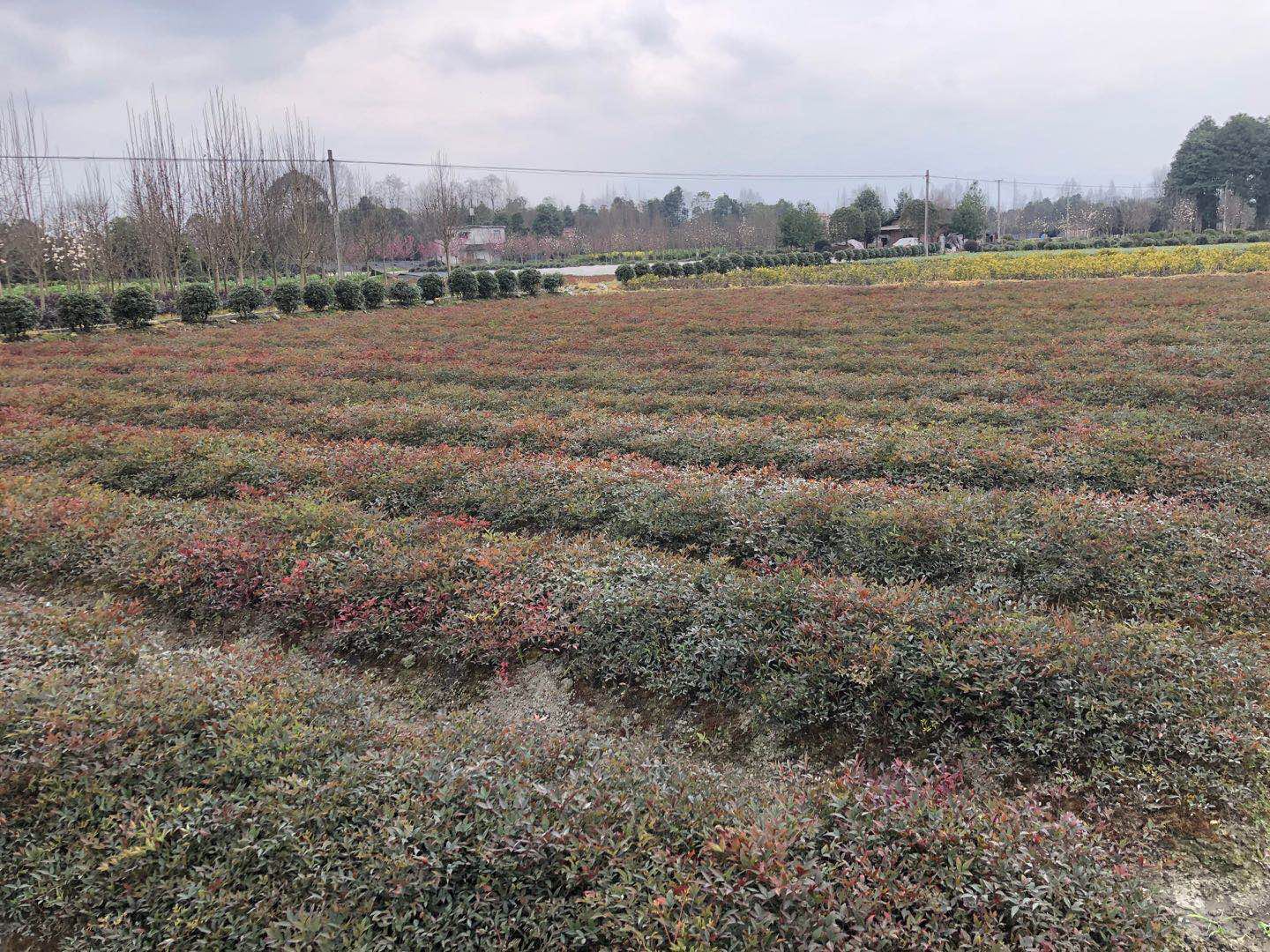 四川蘭天竹價格、種植基地、批發(fā)電話【溫江區(qū)政興園藝場】