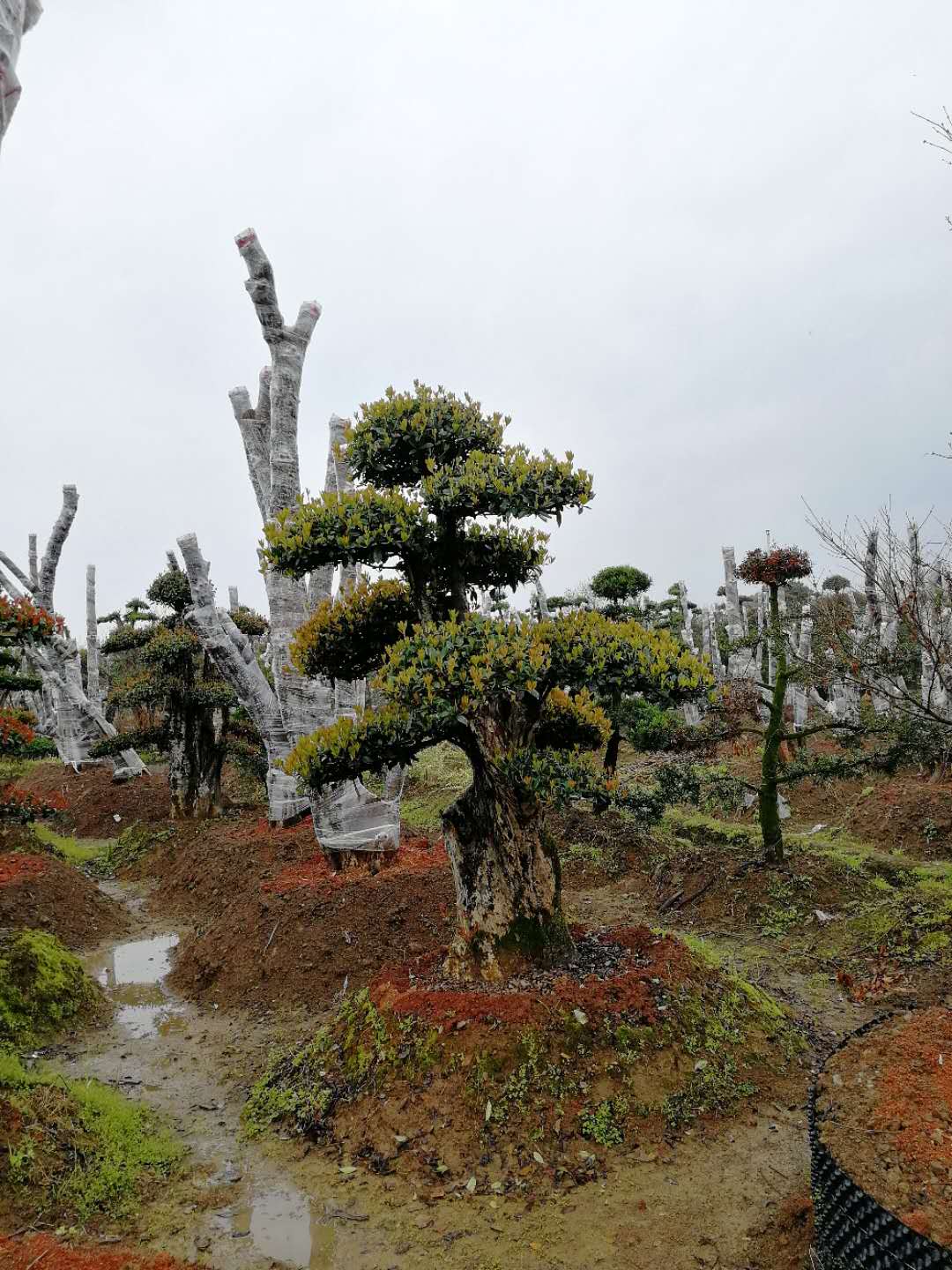 椤木石楠，造型石楠，造型椤木石楠，造型刺冬青图片