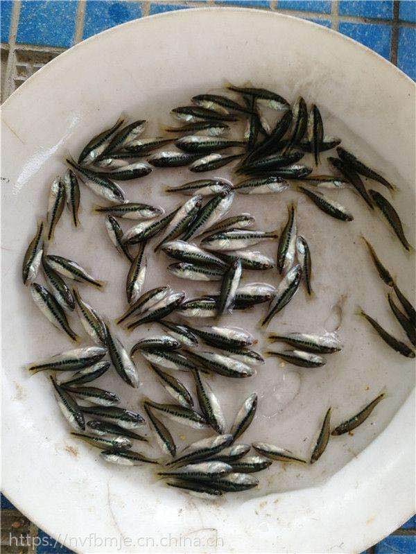 加州鱸魚(yú)圖片/加州鱸魚(yú)樣板圖 (3)