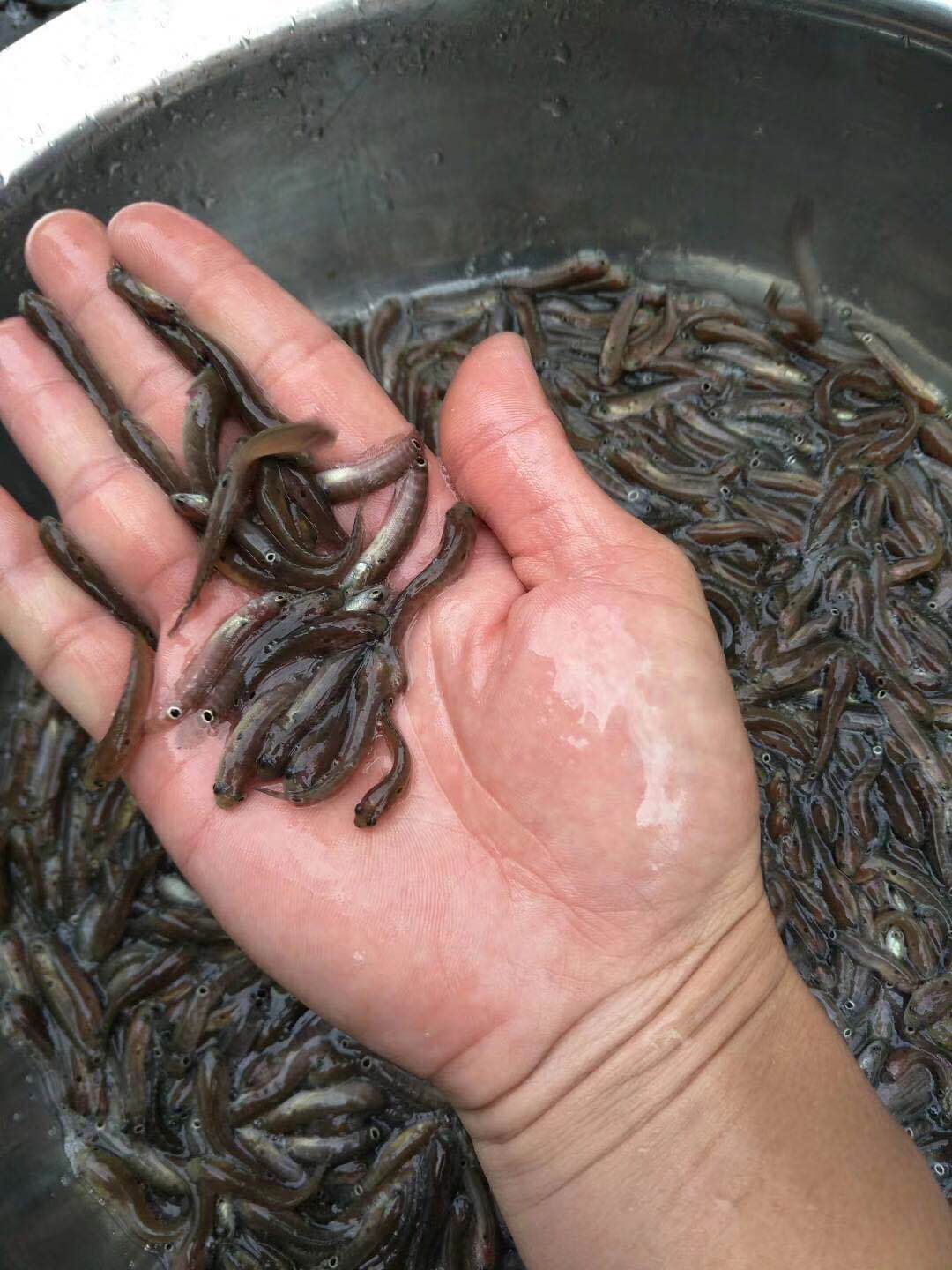 魚苗圖片/魚苗樣板圖 (2)