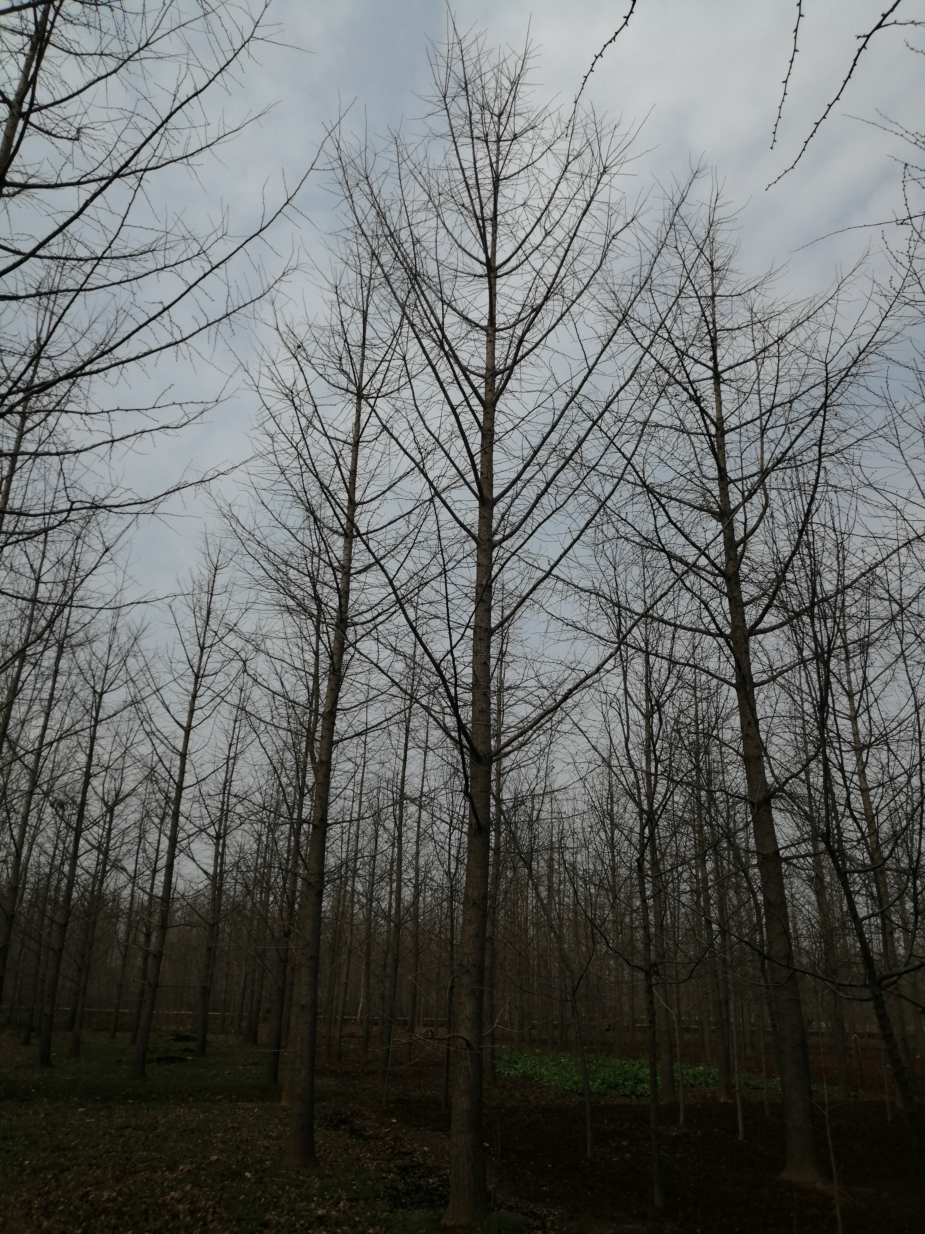 25公分银杏树种植基地、批发价格、苗圃供应【邳州市鸿达诚信银杏苗圃场】图片