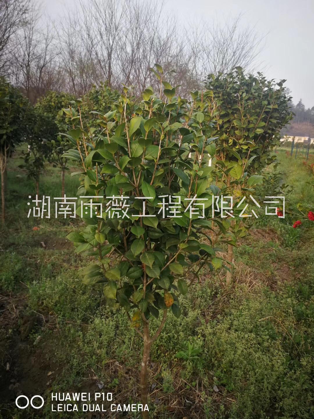 5公分茶花樹圖片/5公分茶花樹樣板圖 (4)