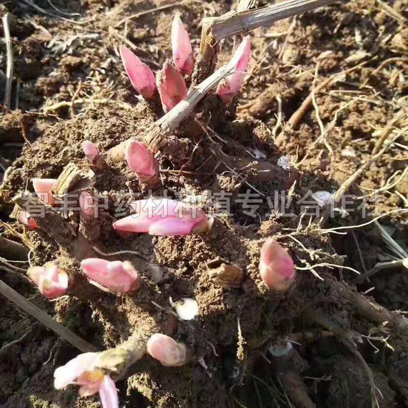 温州芍药芽哪里便宜、芍药芽基地【智丰中药材种植专业合作社】图片