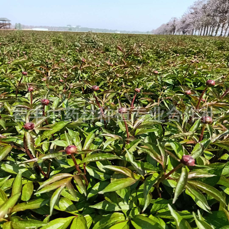 智丰中药材种植专业合作社销售白芍图片