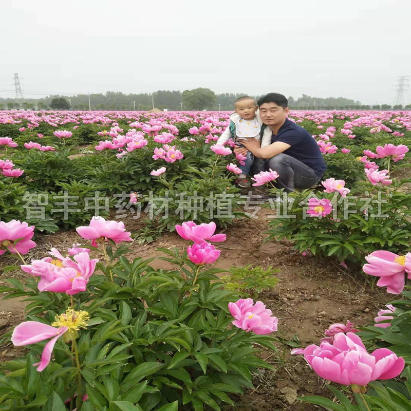 湖北芍藥種子的種植時間、芍藥怎樣種植【智豐中藥材種植專業(yè)合作社】