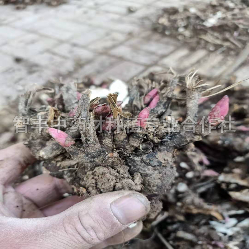 余姚芍药的常见病害、芍药改良的市场行情【智丰中药材种植专业合作社】图片