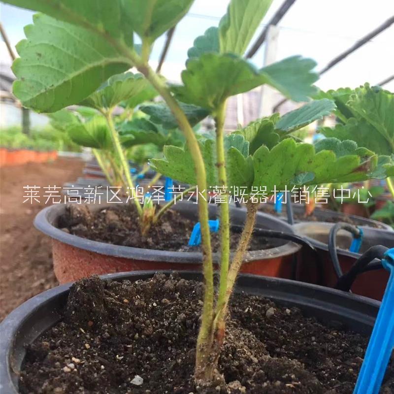 一出二滴箭  一出四滴箭 彎箭圖片/一出二滴箭  一出四滴箭 彎箭樣板圖 (1)