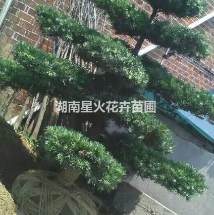 羅漢松圖片/羅漢松樣板圖 (3)