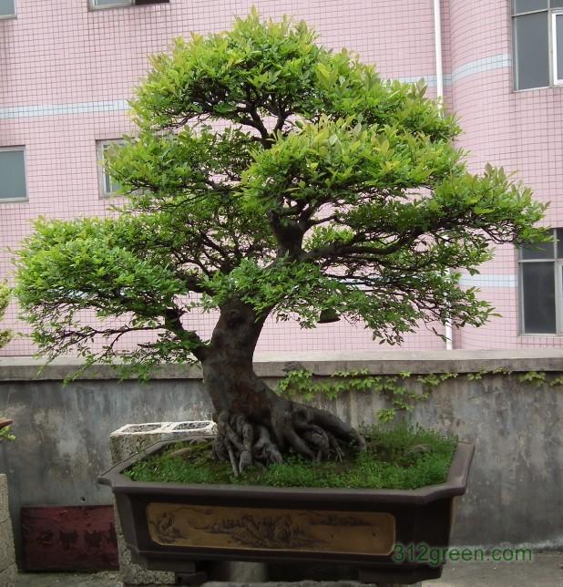 萊蕪*小柏基地  基地直銷  價格  批發(fā)  圖片