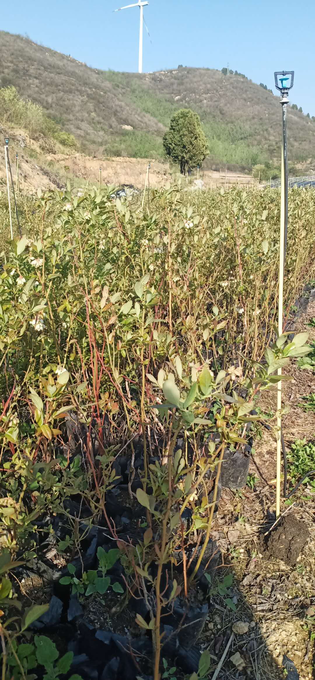 藍莓苗圖片/藍莓苗樣板圖 (2)