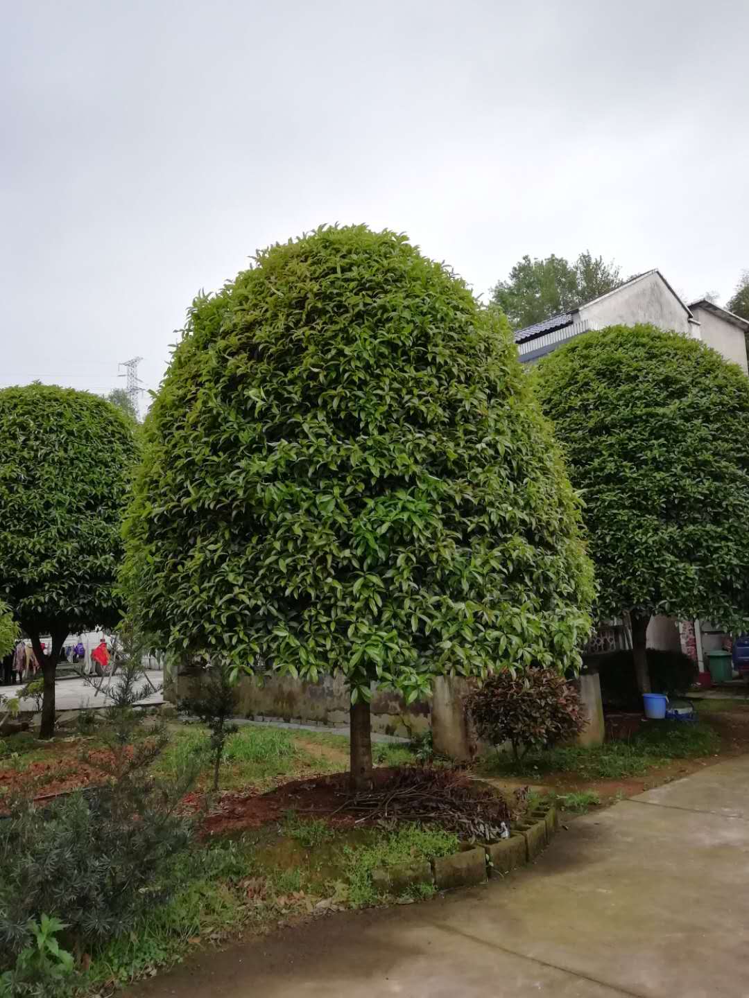 湖南桂花种植基地 杜英价格图片