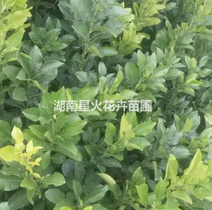 蜜柚苗圖片/蜜柚苗樣板圖 (1)