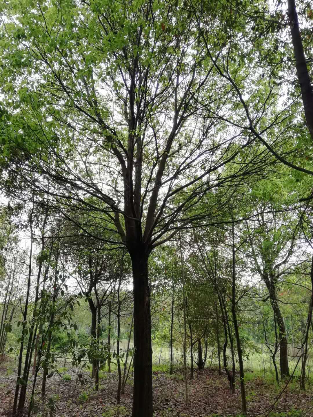 香樟圖片/香樟樣板圖 (3)