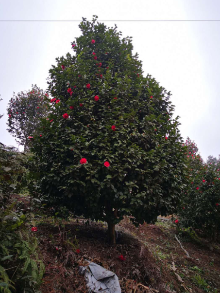 茶花苗圖片/茶花苗樣板圖 (4)