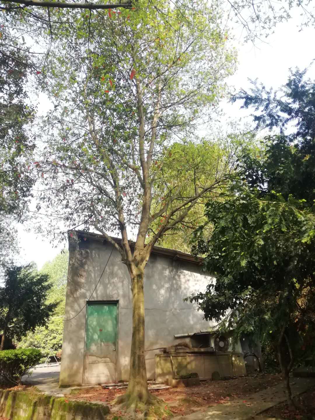 杜英圖片/杜英樣板圖 (3)