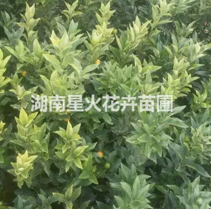 蜜柚苗圖片/蜜柚苗樣板圖 (4)