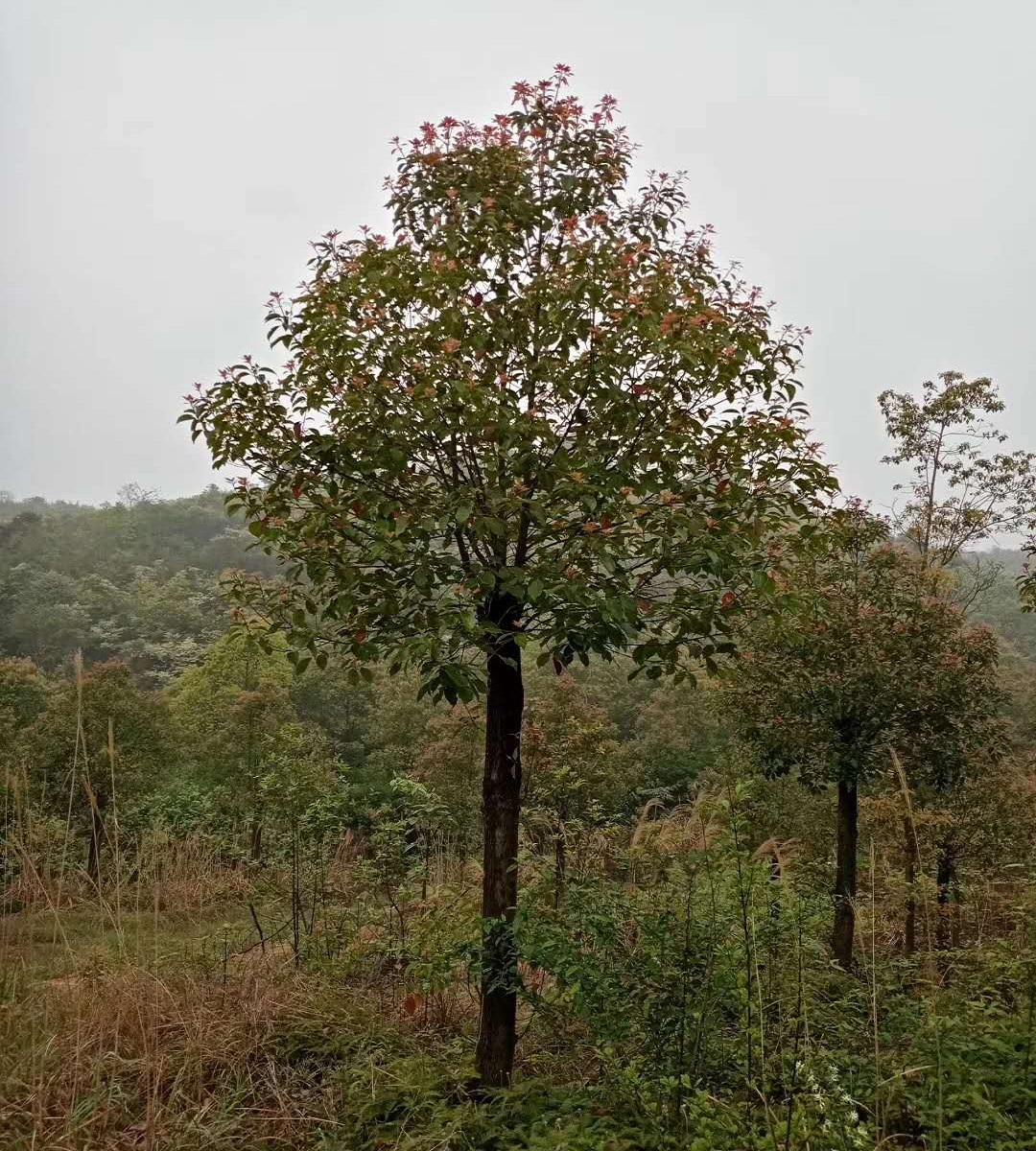 湖南香樟基地 丛生香樟价格