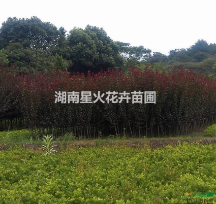 紅葉李樹圖片/紅葉李樹樣板圖 (4)