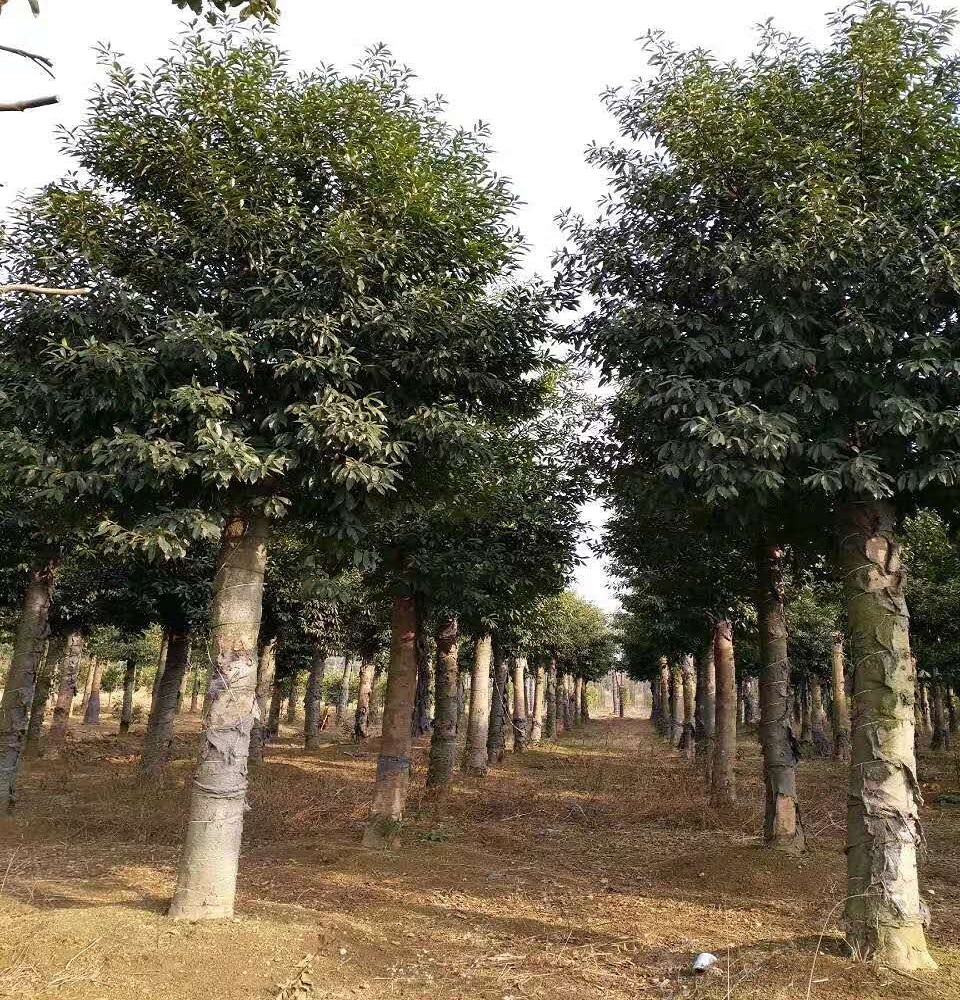 杜英圖片/杜英樣板圖 (2)