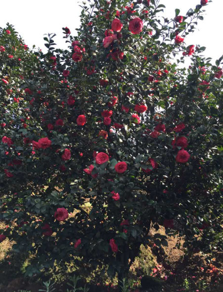 十八學(xué)士圖片/十八學(xué)士樣板圖 (3)