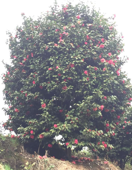 茶花基地圖片/茶花基地樣板圖 (2)