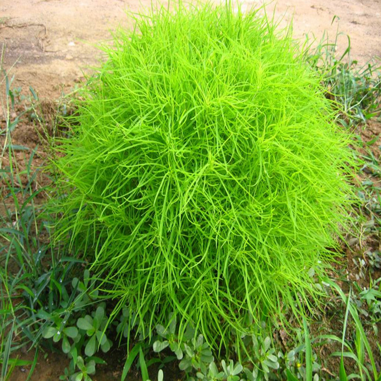 地膚子圖片/地膚子樣板圖 (2)