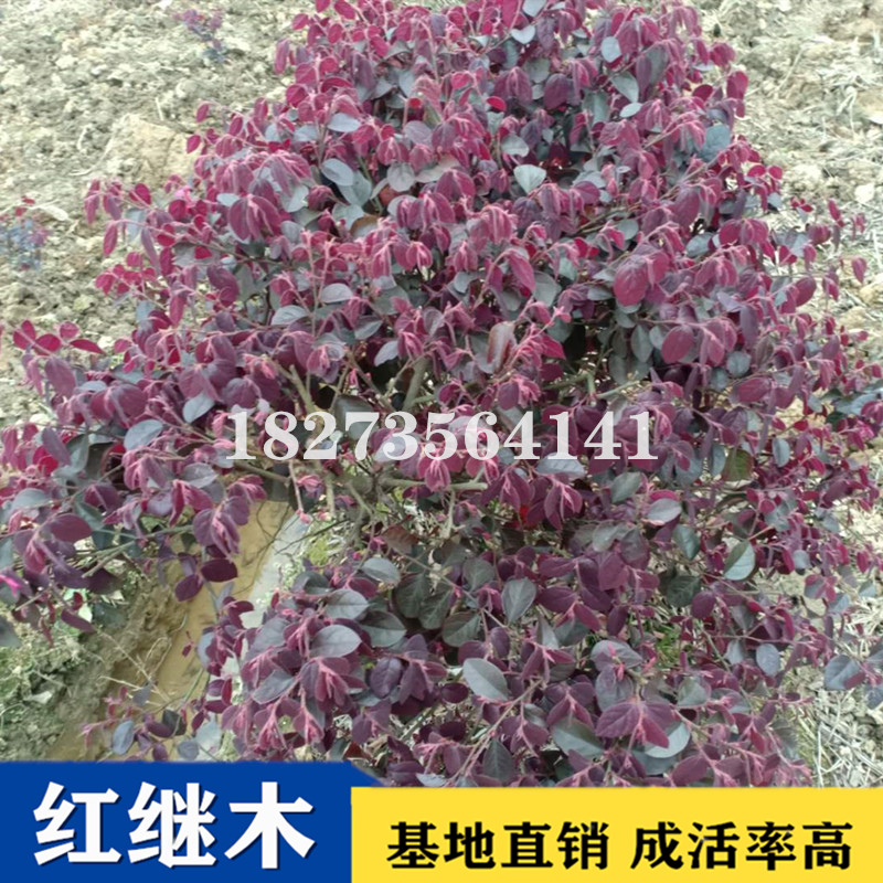 專業(yè)栽培紅繼木小苗基地直銷圖片