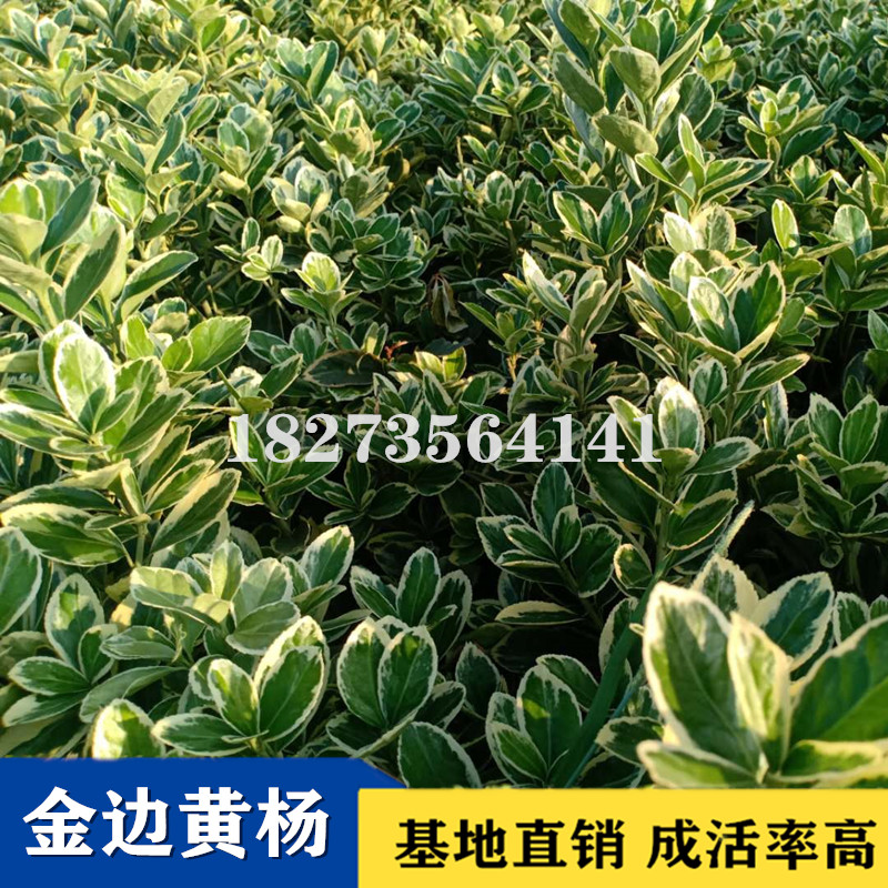 專業(yè)栽培金邊黃楊小苗苗圃電話，湘潭優(yōu)質(zhì)金邊黃楊小苗批發(fā)出售，湘潭金邊黃楊小苗供應(yīng)商/供貨商