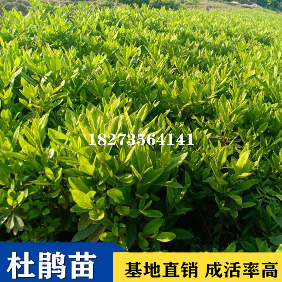 杜鵑花小苗圖片/杜鵑花小苗樣板圖 (1)